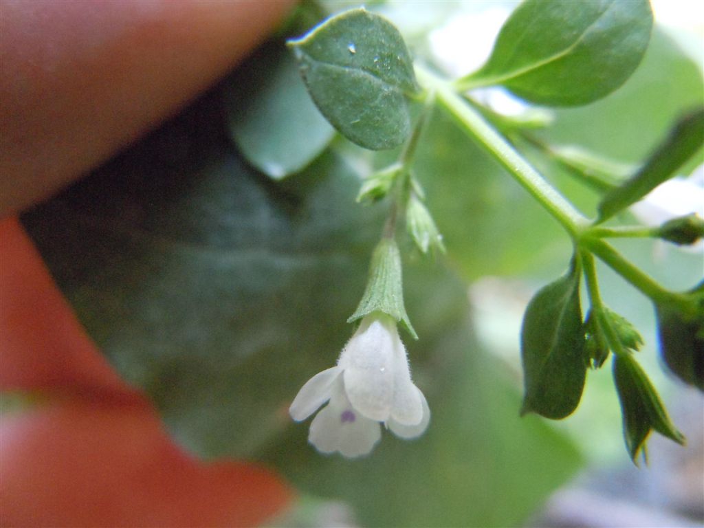 Reggia di Caserta (CE) : Clinopodium nepeta